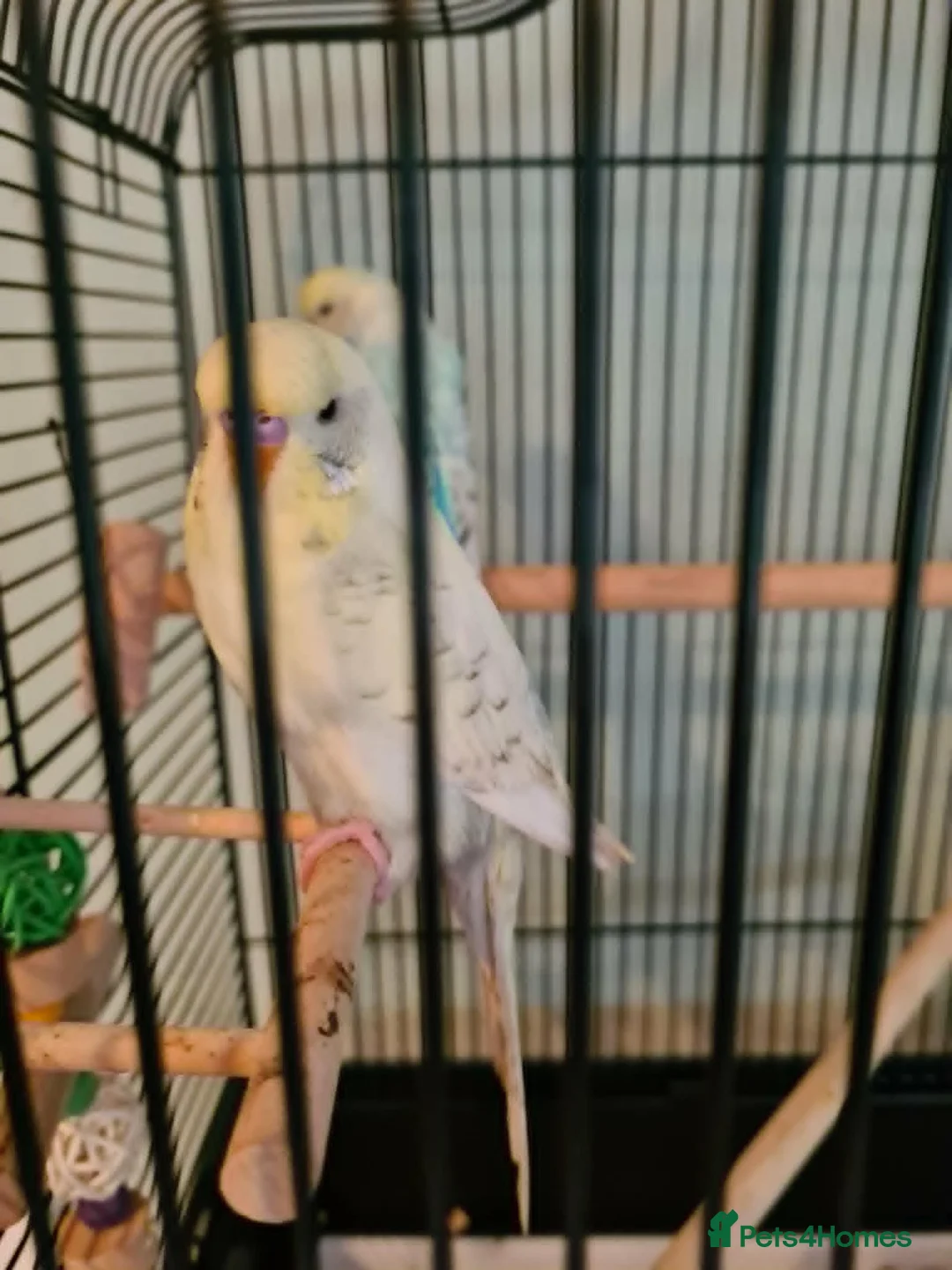Budgerigars birds for sale: Budgies & Cages - Advert 2