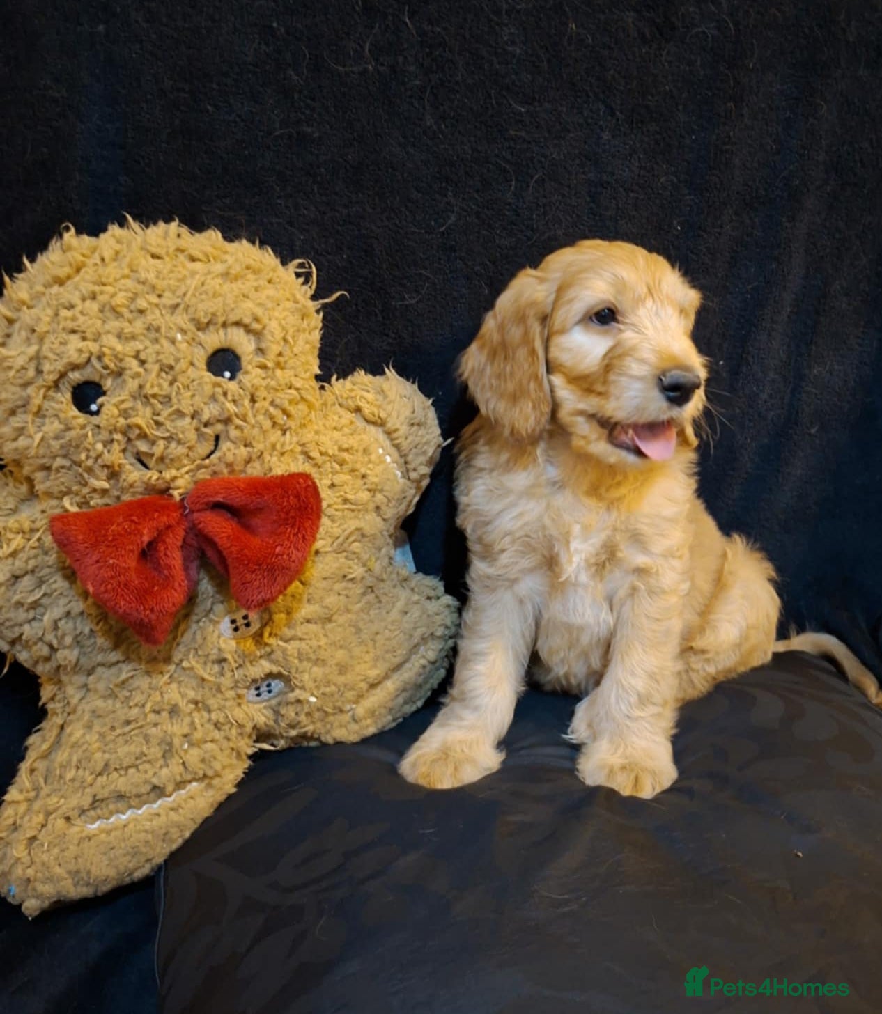 Mixed Breed dogs Australian Labradoodle💙 MEDIUM SIZE  - Advert 3