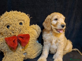 Mixed Breed dogs Australian Labradoodle puppies - Advert 2