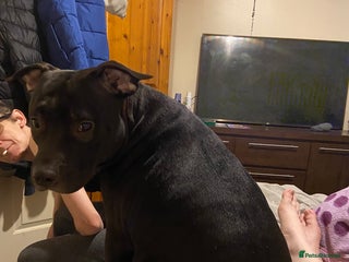 Mixed Breed dogs Puppies for sale - Advert 1