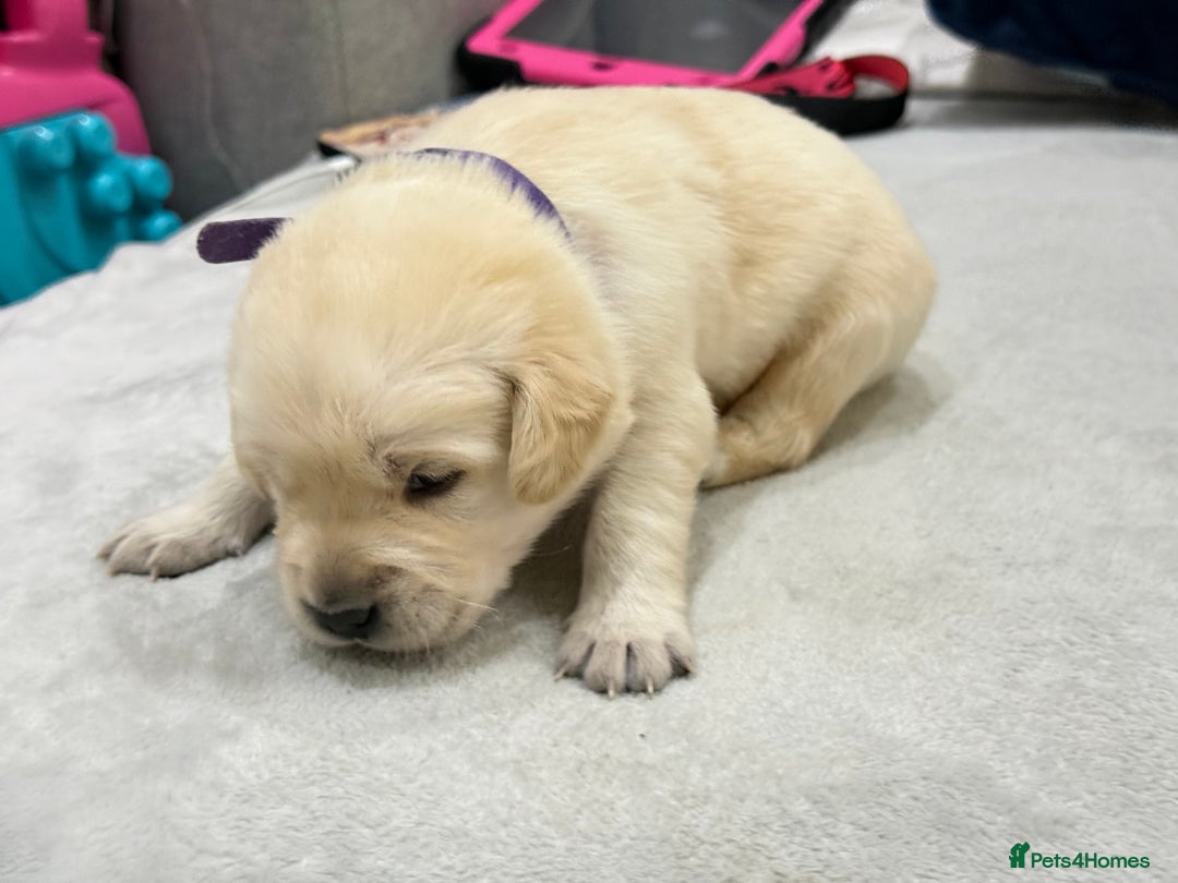 Golden Retriever dogs for sale: 6 golden retriever puppies for sale - Advert 4