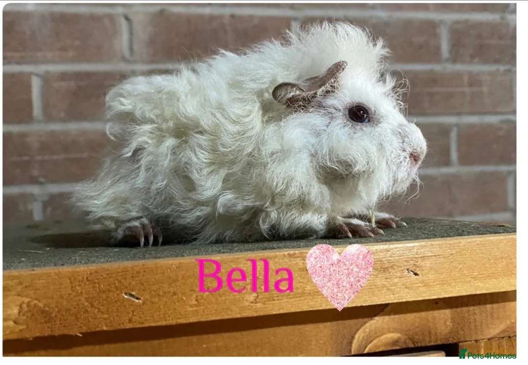 Guinea Pig rodents for sale: Pedigree Lunkarya Guinea pigs  - Advert 1