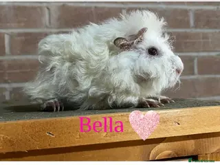 Guinea Pig rodents Pedigree Lunkarya Guinea pigs - Advert 2