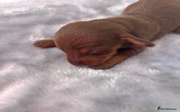 Miniature Dachshund dogs for sale: Miniature dachshund smooth hair pups  - Image 18