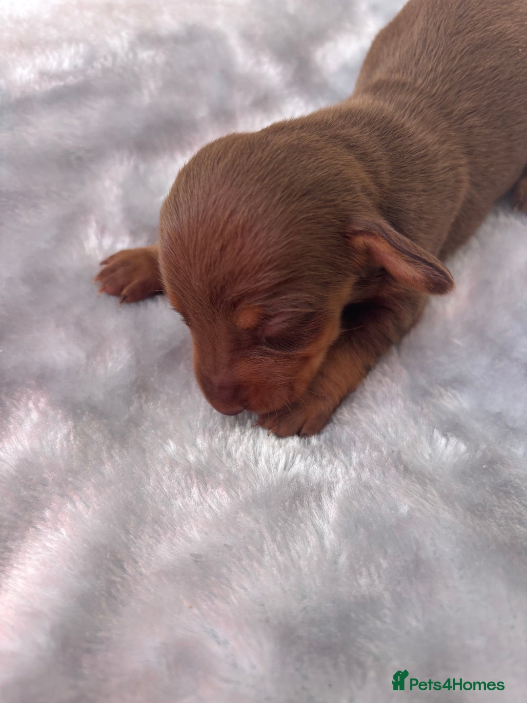 Miniature Dachshund dogs for sale: Miniature dachshund smooth hair pups  - Image 18