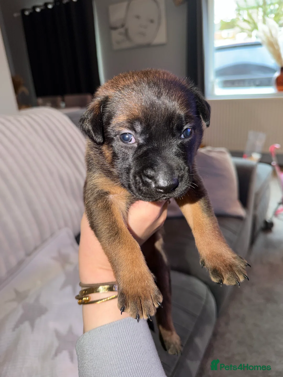 Mixed Breed dogs for sale: WORKING LINE BULLHERDER DOGS FOR SALE  in Preston - Advert 6