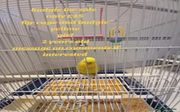 Budgerigars birds for sale: Bird and cage - Image 6