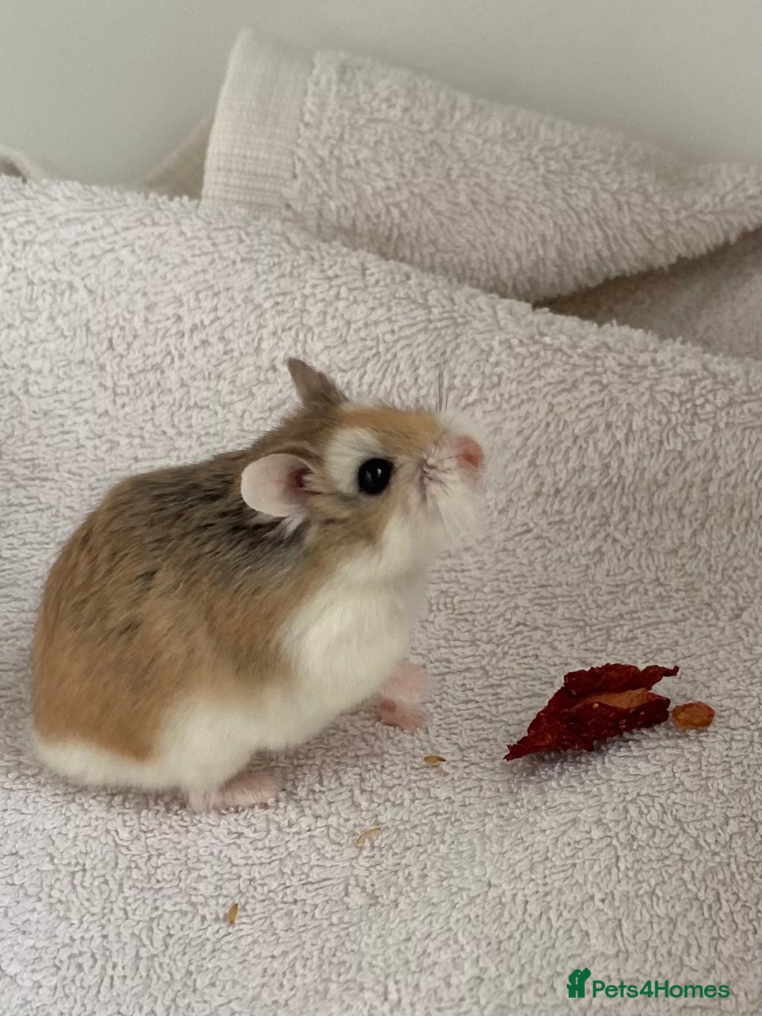 Hamster rodents for sale: Gromit  - Advert 3