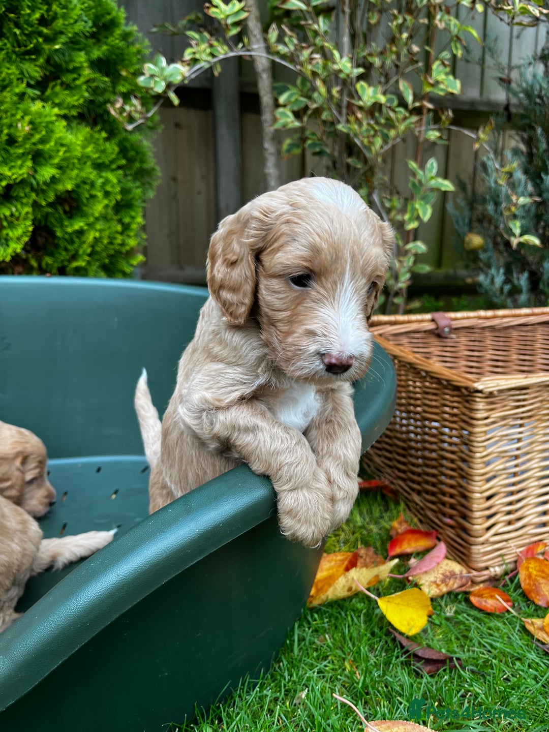 Double Doodle dogs for sale: Beautiful Double Doodle Puppies - Image 3