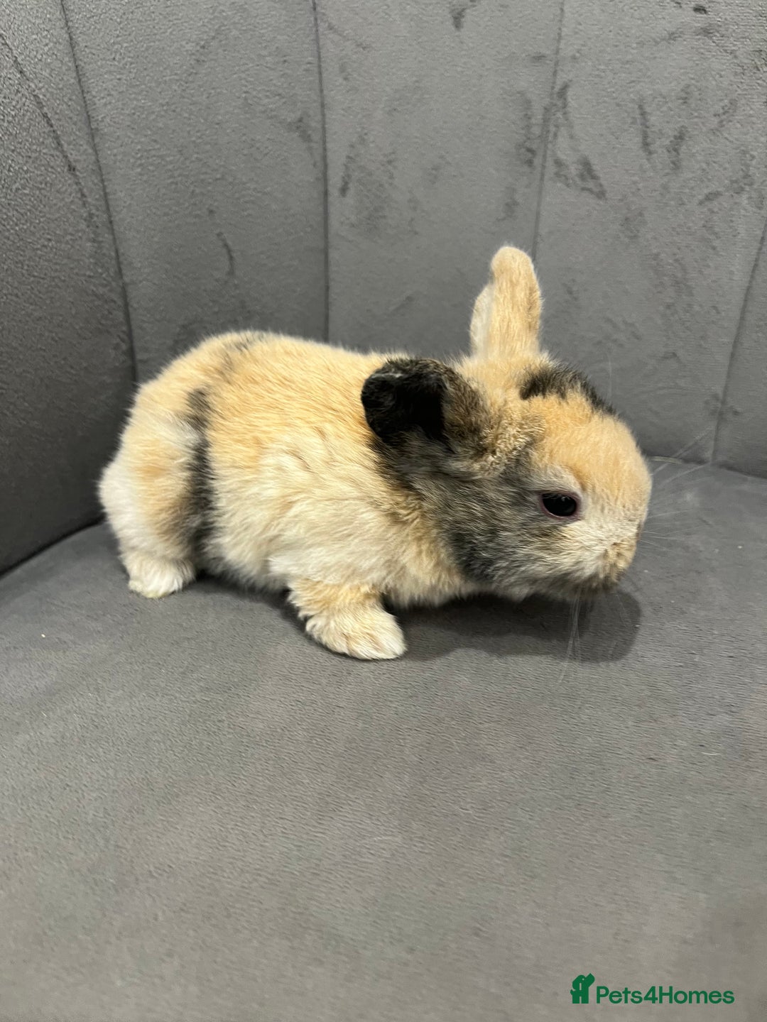 Dwarf Lop rabbits for sale: Beautiful litter of baby bunnies. - Advert 7