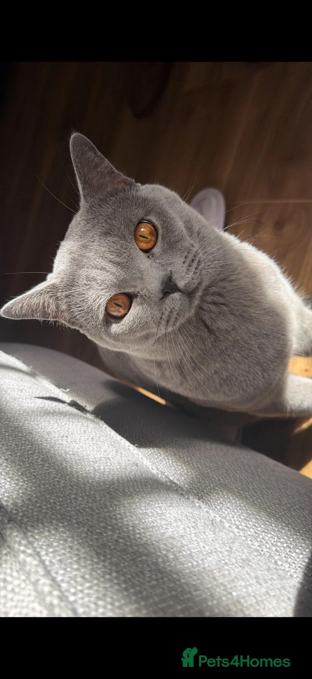 British Shorthair cats for stud: Blue British short hair available in Birmingham  in Birmingham - Advert 2