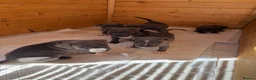 Staffordshire Bull Terrier dogs for sale: Blue staffordshire bull terrier puppies - Advert 2