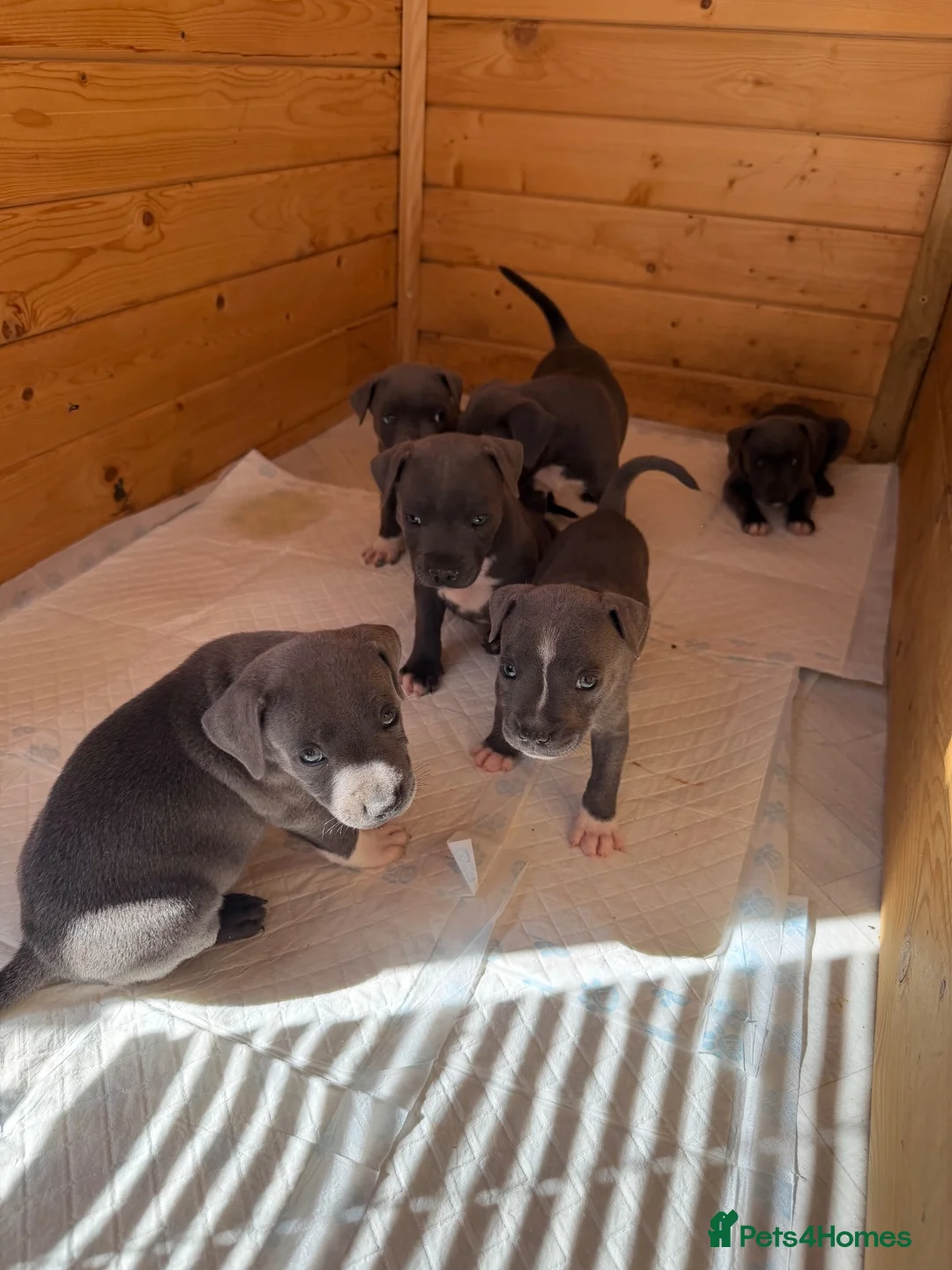 Staffordshire Bull Terrier dogs for sale: Blue staffordshire bull terrier puppies - Advert 2