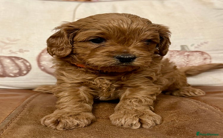 Cavapoo dogs - Advert 1