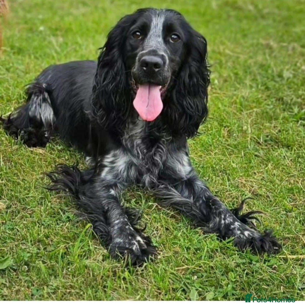 Cocker Spaniel dogs Beautiful female show cocker - Advert 1