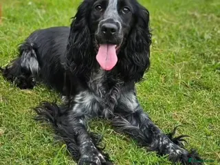 Cocker Spaniel dogs Beautiful female show cocker - Advert 1