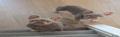 French Bulldog 2