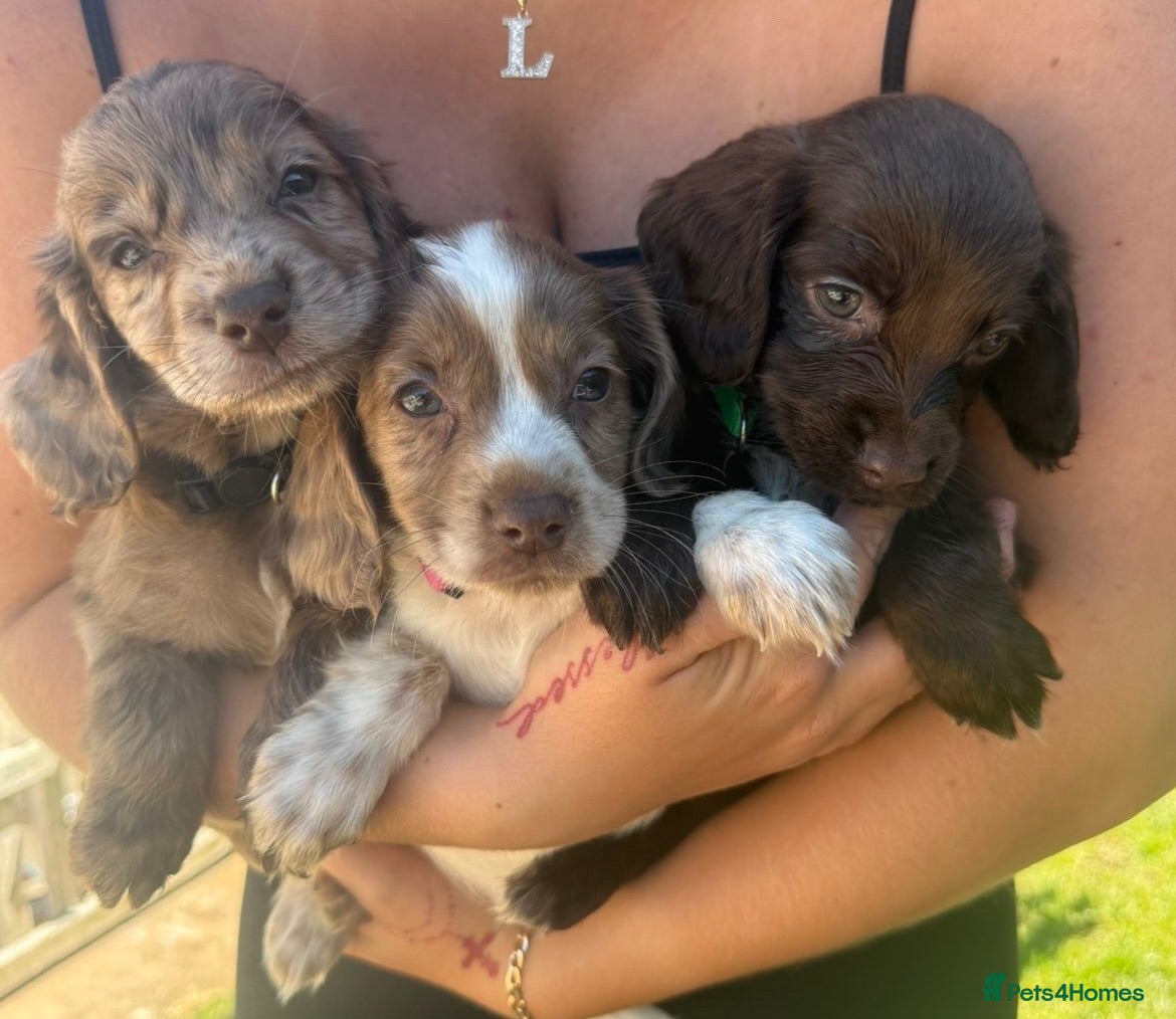 Sprocker dogs 4 left F1 Sprocker spaniels  - Advert 3