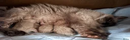 Ragdoll cats for sale: 6th Generation* Purebreed Pedigree Ragdoll Kittens - Advert 12