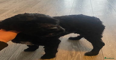 Cockapoo dogs - Advert 16