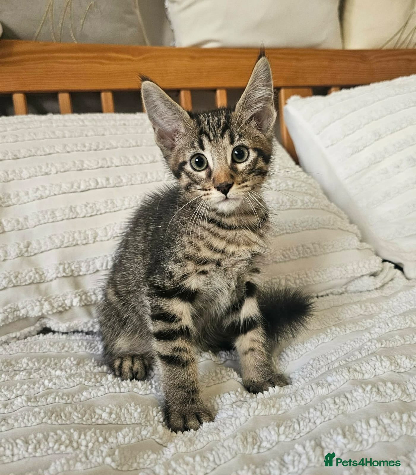 Maine Coon cats Amazing Maine Coon kittens  - Advert 2