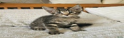 Maine Coon cats for sale: Amazing Maine Coon kittens  - Advert 1