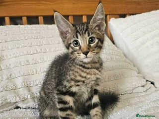 Maine Coon cats Amazing Maine Coon kittens - Advert 2