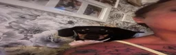 Miniature Dachshund dogs for sale: Meet Bambi  - Advert 5