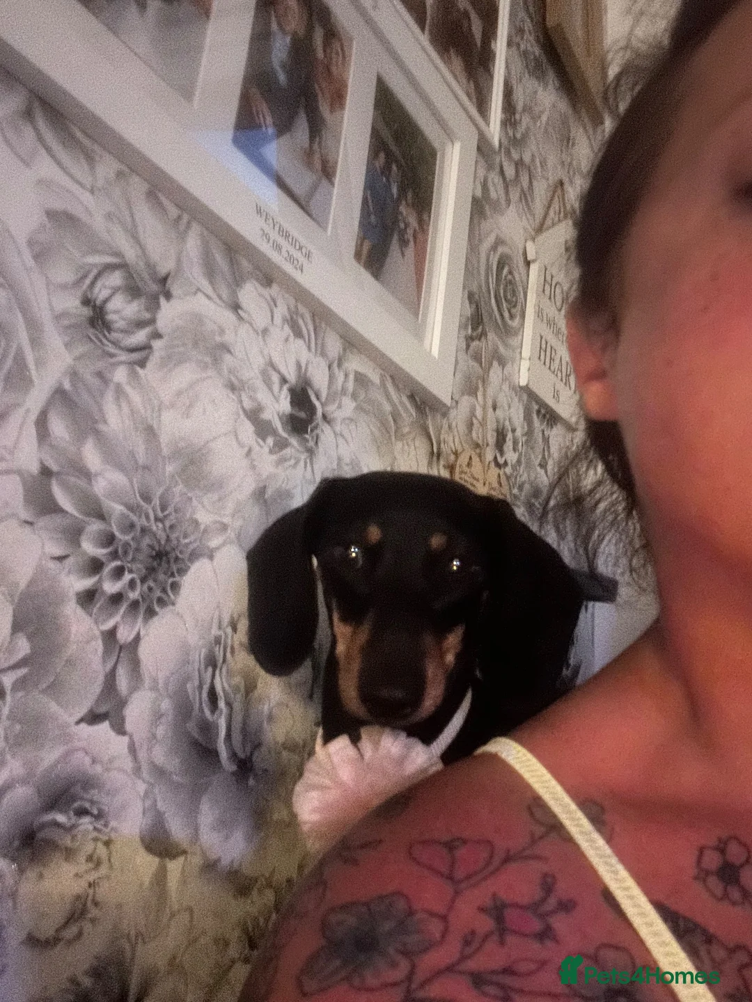 Miniature Dachshund dogs for sale: Meet Bambi  - Advert 5