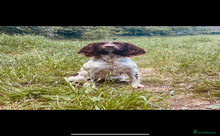 English Springer Spaniel dogs - Advert 10