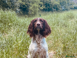 English Springer Spaniel dogs - Advert 1