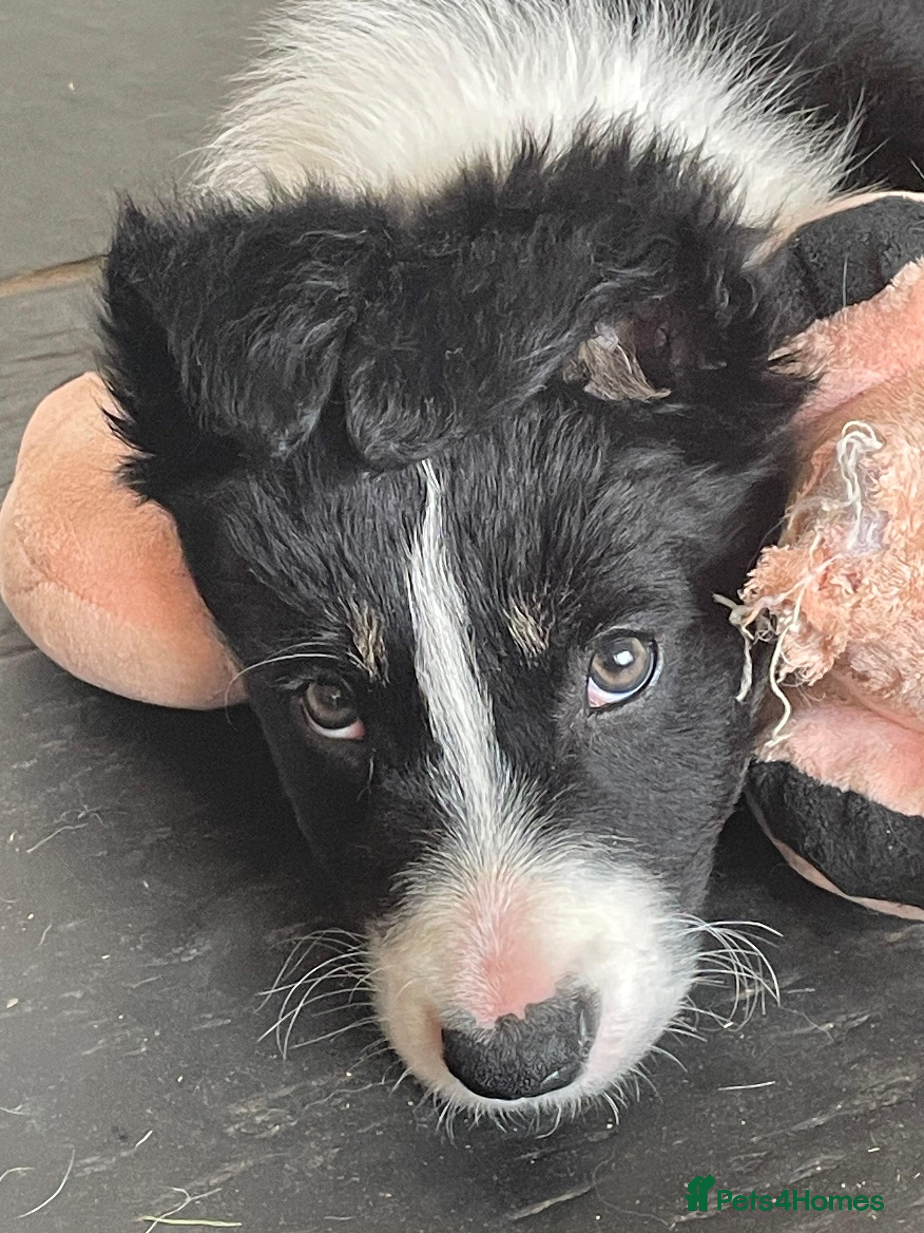 Border Collie dogs Quality Border Collie puppies  - Advert 2