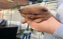 Pomeranian dogs for sale: Exotic color, mini Pomeranians  - Image 35