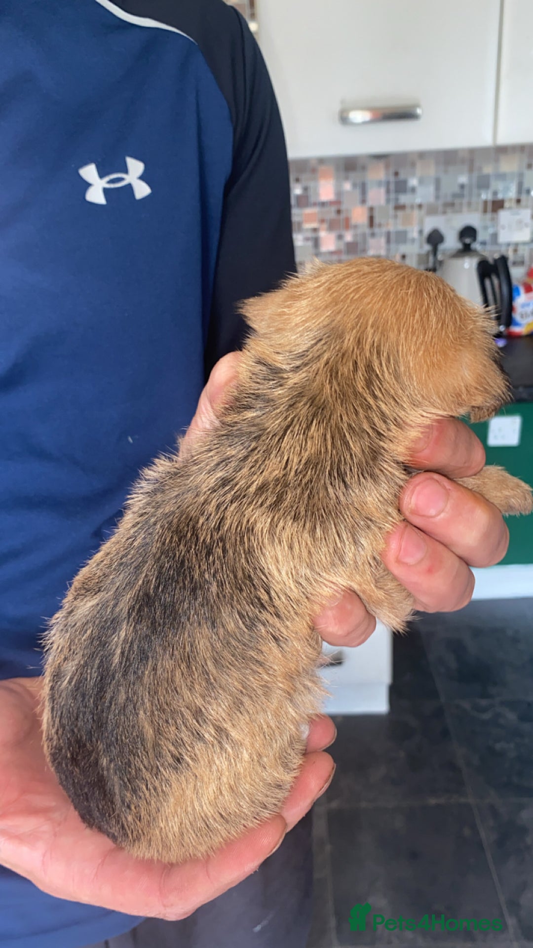Patterjack dogs for sale: Two rescue pups patterjacks - Image 4