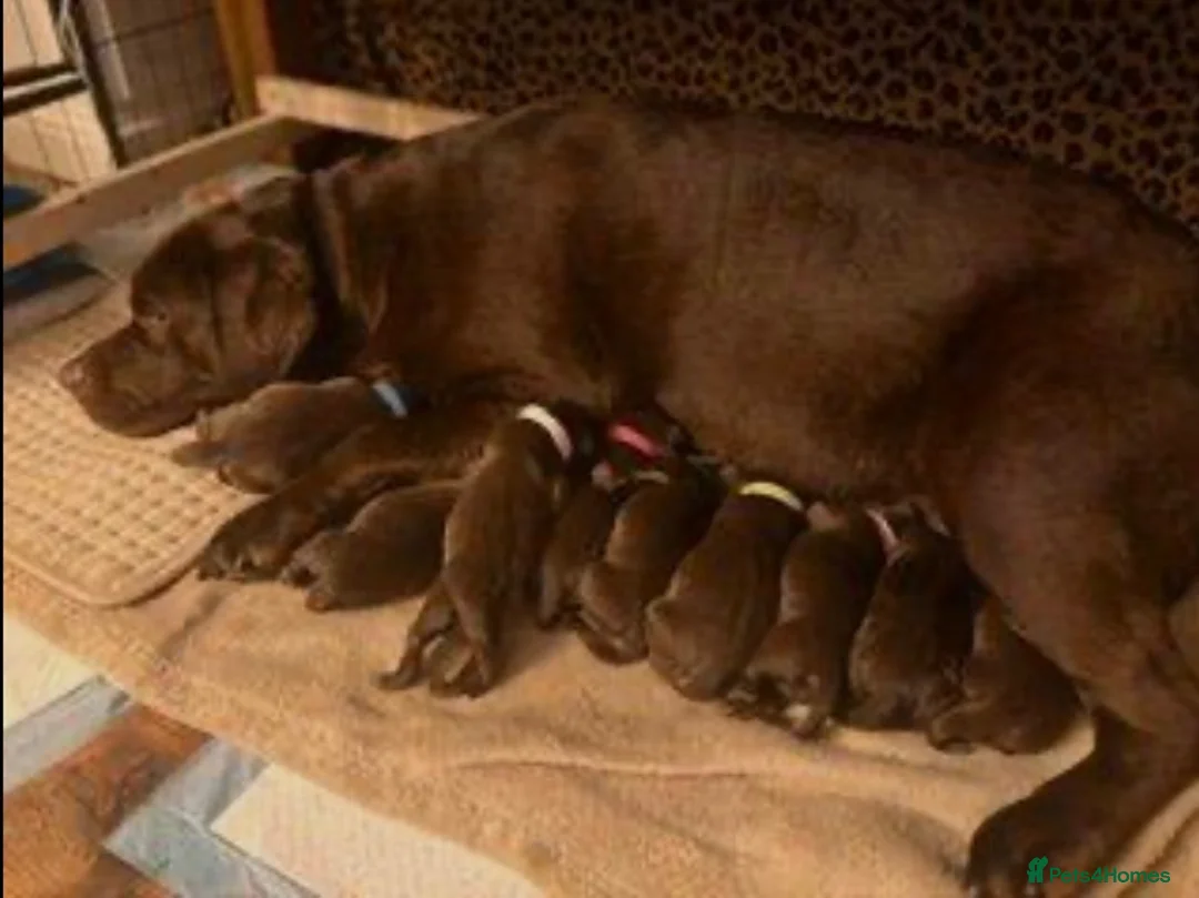 Labrador Retriever dogs for sale: One adorable chocolate female left 🍫🏡🐶 - Advert 4