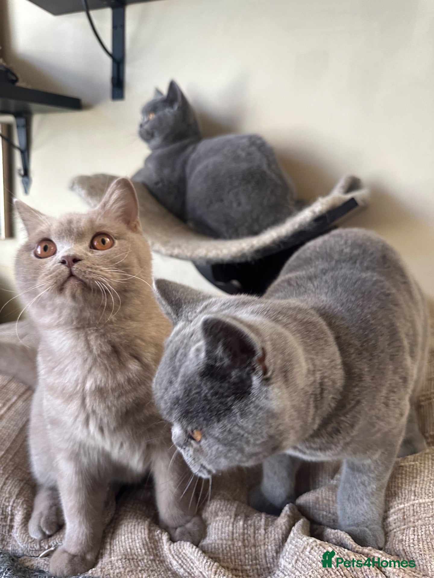 British Shorthair cats British Shorthair GCCF-registered Kittens  - Advert 1