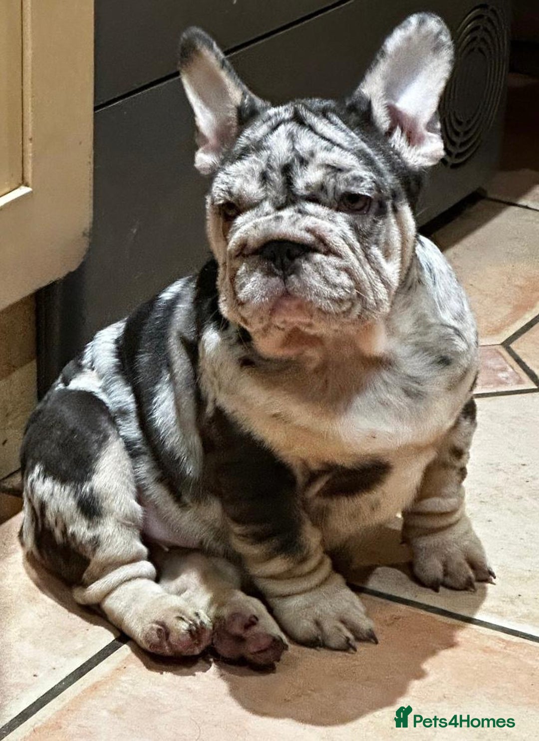 French Bulldog dogs for sale: Ready now-  Well bred, beautiful temperament pups - Advert 6