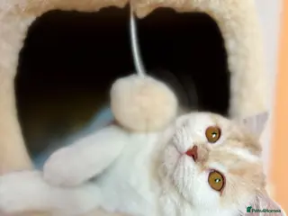 Scottish Fold cats Pedigree Adorable Scottish Fold Kittens - Advert 15