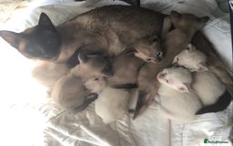 Burmese cats for sale: Burmese x Siamese, registered GCCF Tonkinese. - Image 6