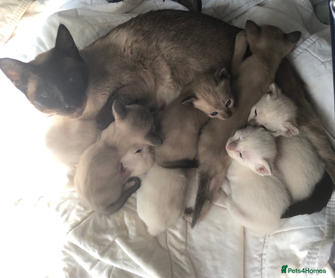 Burmese cats for sale: Burmese x Siamese, registered GCCF Tonkinese. - Image 6
