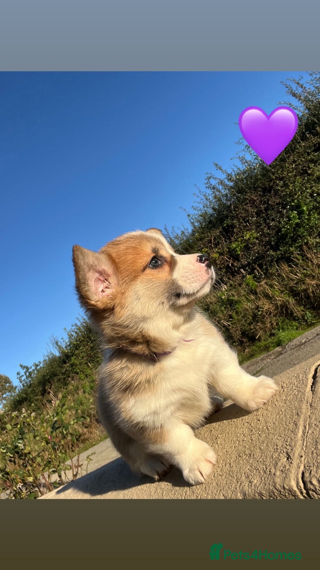 Welsh Corgi Pembroke dogs for sale: Champion Bloodline KC reg puppies - Image 5