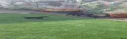 Patterdale Terrier dogs for sale: Beautiful patterdale puppies.  in Poulton-le-Fylde - Advert 4