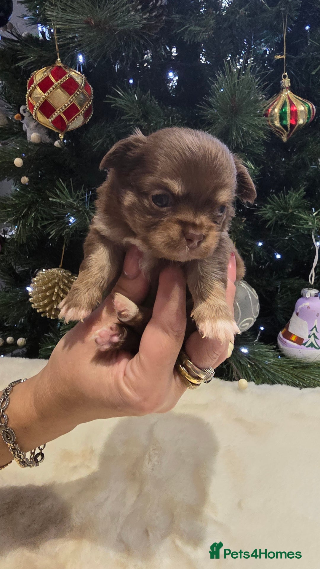 Chihuahua dogs for sale: Chihuahua puppies Russian ancestry with perfect bo - Advert 5