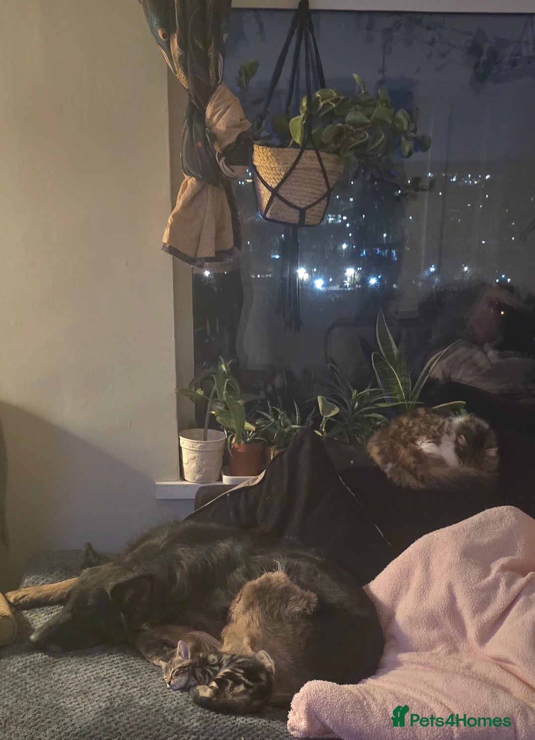 Mixed Breed cats for sale: Three boys looking for forever loving home  - Advert 20