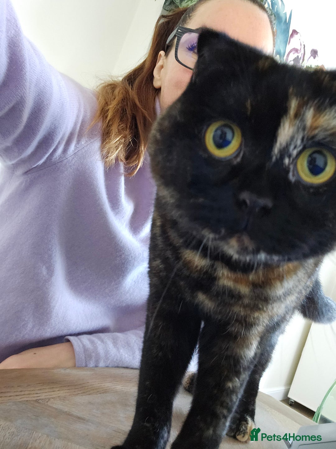Scottish Fold cats for sale: Tortie girl, wonderful personality, 1.5years old - Advert 2