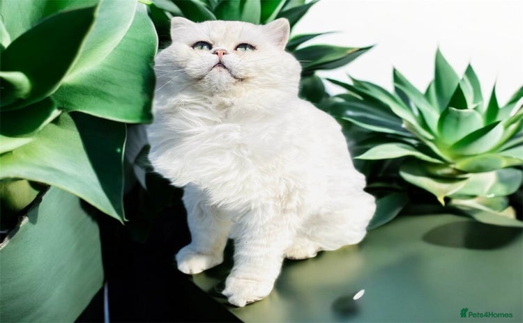 Persian cats in Gerrards Cross - Advert 15