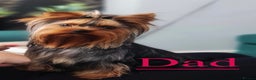Yorkshire Terrier dogs for sale: YORKSHIRE TERRIER PUPPIES  - Advert 3