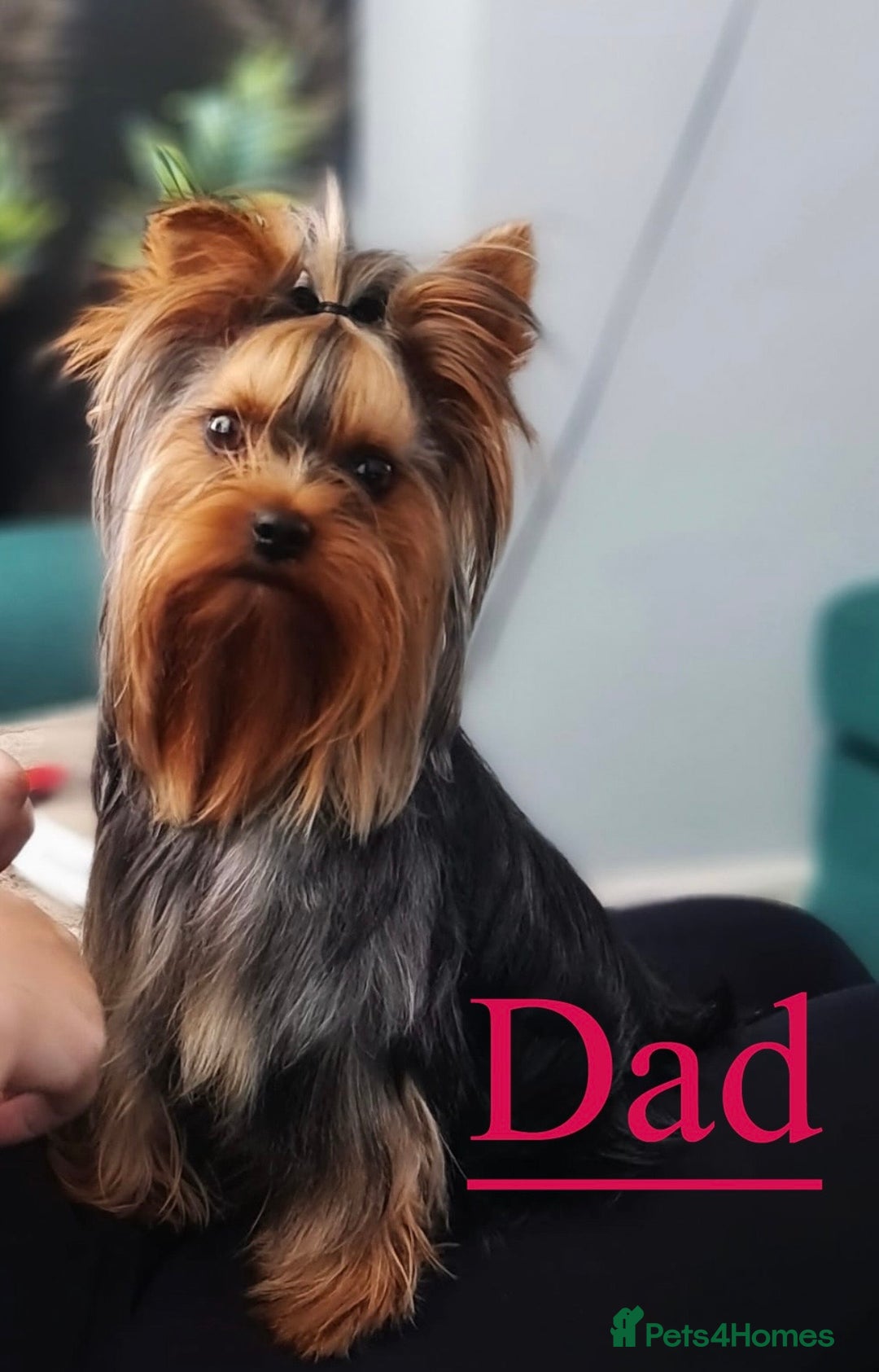 Yorkshire Terrier dogs for sale: YORKSHIRE TERRIER PUPPIES  - Advert 3