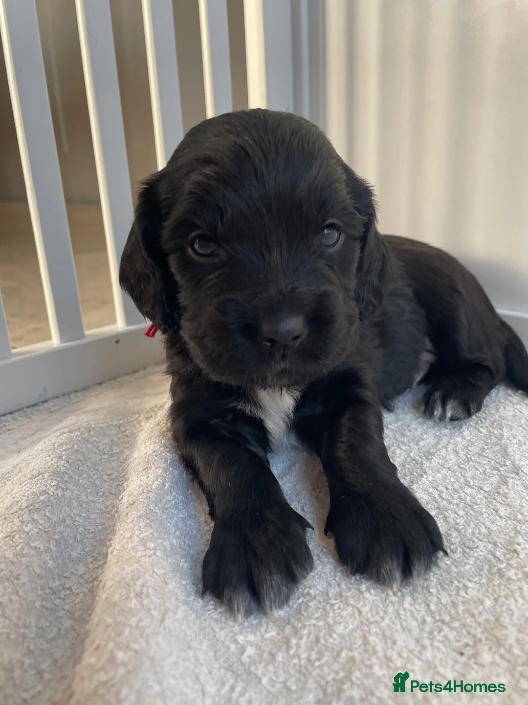 Sprocker dogs for sale: Beautiful Sprocker puppies  - Advert 5