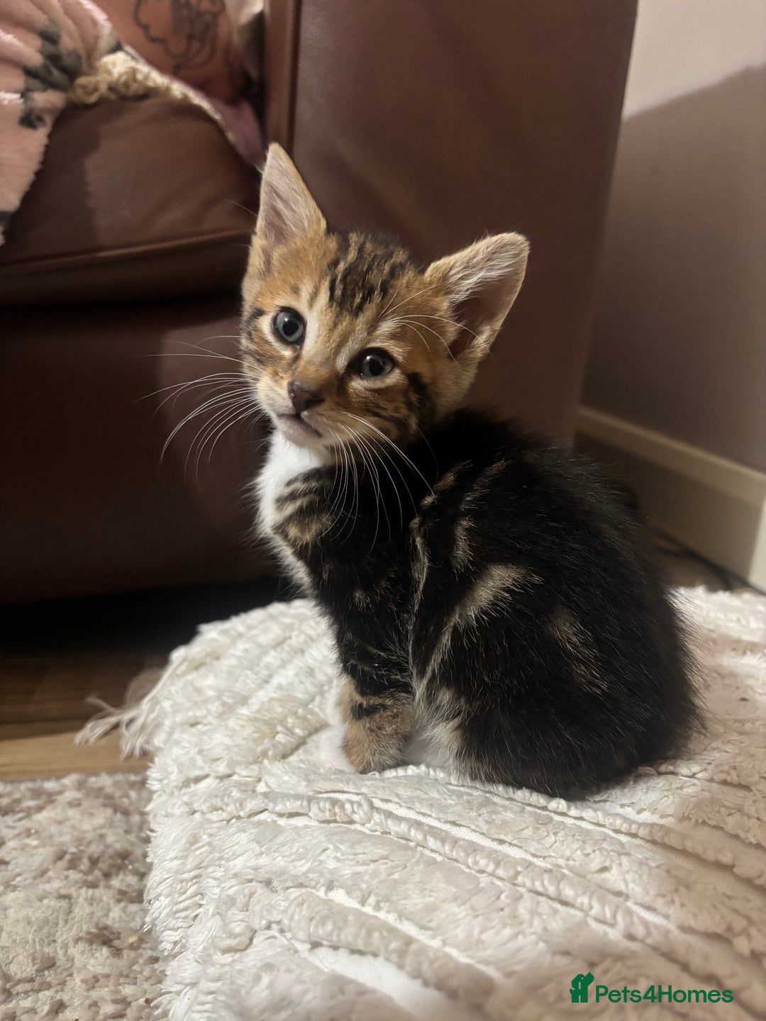 Bengal cats for sale: Half-Bengal Female Kitten - Image 6